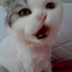 말랑말랑 쵸파왔어요~