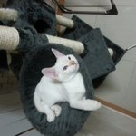 (고양이)모델같은냥이 순금<b>순이</b>를 소개해용~