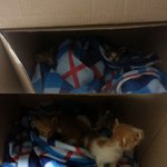 (분양<b>완료</b>)아깽이들의 가족이 되어주세요.  - 수정