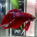 <b>동물</b>의 영혼이 보인다