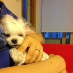 인형인가?강아지인가?  아기천사 두두 를소개합니다