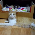 못먹어서 뼈밖에 남지않았던 임신묘를 만나다.[<b>part</b>.4]