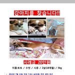 경기 부천) 우리집 강아지 <b>토토</b>를 찾아주세요!!!!