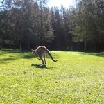 [<b>LIFE</b>]호주-시드니캥거루 공원 방문기