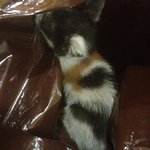 (사진有)구조한 새끼 길냥이 <b>분양</b>합니다