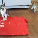 유자,<b>카노</b>,주니어 일생일대기5