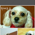 저희집 강아지 찾아주세요(<b>개봉동</b>)