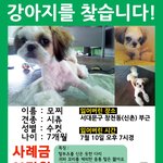 [실종] 신촌부근에서 시<b>츄</b>남아 없어졌어요ㅠㅠ