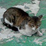 <b>동물</b>의 영혼이 보인다2