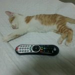 새끼 고양이 분양합니다.