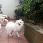 <b>포메</b> 삼형제) /  오늘이 시작이다.