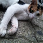 길냥이 임보해주실 분이나 키워주실분 없나요