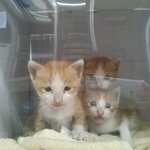 새끼 길냥이 데려가 이쁘게 키워주실분 찾아요