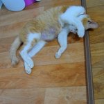 캐시의 몸/ 아가들 입양