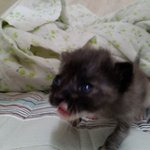 일베충들 고양이 <b>학대</b>사진.jpg