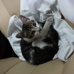 <b>아가</b>고양이 주웠어요 책임지고 키우실분