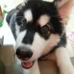 말라뮤트 맥스 투