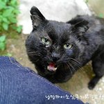 집고양이 였던 길고양이, 다시 집으로 돌아갈수 있기를 1편