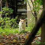 집고양이 였던 길고양이, 다시 집으로 돌아갈수 있기를 2편