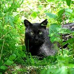 집고양이 였던 길고양이 집으로 돌아갈수 있기를3편