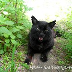 집고양이 였던 길고양이 집으로 돌아갈수 있기를4편