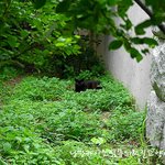 집고양이 였던 길고양이 집으로 돌아갈수 있기를5편