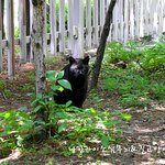 집고양이 였던 길고양이 집으로 돌아갈수 있기를6편