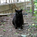 집고양이 였던 길고양이 집으로 돌아갈수 있기를7편