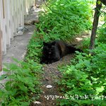 집고양이 였던 길고양이 집으로 돌아갈수 있기를8편