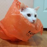 나의 <b>반려자</b>ㅋ