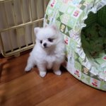 아기 강아지 감기 도와주세요ㅡ누