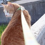 [개냥하우스] 여기가 사람 집이야 동물의 집이야? 5탄 - <b>산책</b>