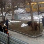불곰국의 <b>애완</b>동물.jpg
