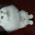 <b>사자</b>같은 고양이