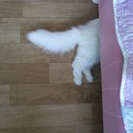 [고양이] 냥판)요미 요미 귀요미~ 탱이 탱이 솜탱이~ 페르양