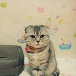 [고양이] 사랑스런 호두