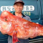 세상에서 <b>희한</b>하고 무서운 물고기's