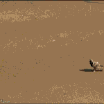 요즘 닭둘기 패기.<b>gif</b>