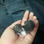 토끼사진有) 태어난지 8일 된 아가<b>토끼들</b>!!