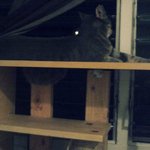 하와이사는 뚜슈