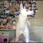 강아지와 고냥이 인간의 원룸생활2탄!