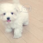 우리집 <b>두부</b>&amp;만두 성장일기