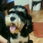 강아지 <b>주인분</b>을 찾습니다