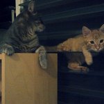 하와이 사는 <b>뚜</b>슈2