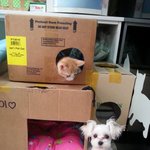 (2탄) 마스코트, 레이