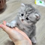 우리도 <b>미묘</b>일때가 있었다 마루위의 고양이 아가들 리즈시절^^