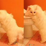 냥판) 미국 양이 뽀송뽀송 스노이