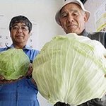 일본 방사능 돌연<b>변이</b>