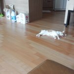 볼라벤 <b>태풍</b>때 내게 온 길냥이