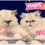 [냥판]히말라얀 아리와 <b>베리</b>를 소개합니다.^-^